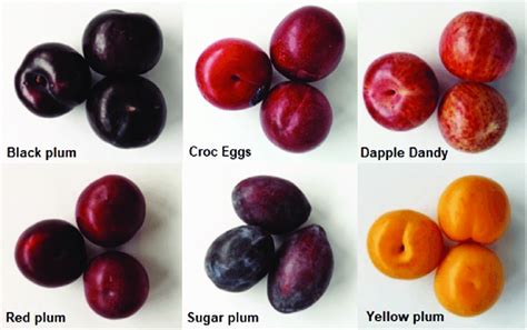 types of plums australia